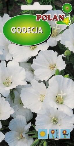Godecja wielkokwiatowa biała