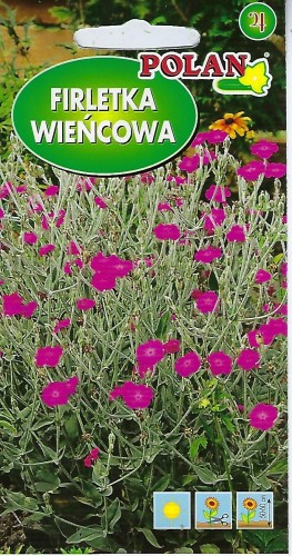 Firletka wieńcowa amarantowa