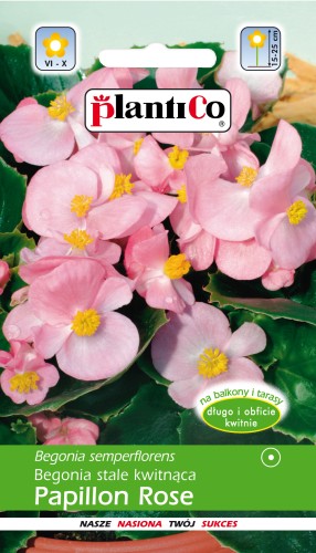 Begonia stale kwitnąca PAPILON ROSE