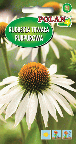 Rudbekia purpurowa biała