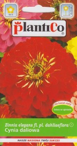 Cynia wytworna daliowa czerwona