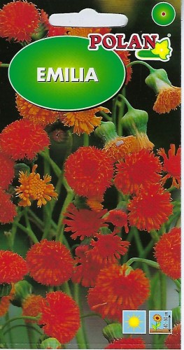 Emilia szkarłatna