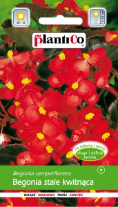 Begonia stale kwitnąca czerwona, czerwonolistna