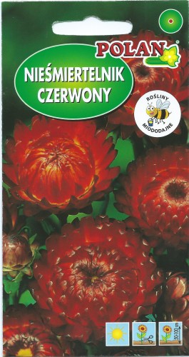 Kocanka ogrodowa winno-czerwona