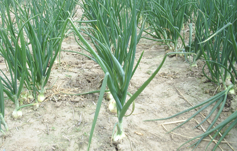 cebula w polu