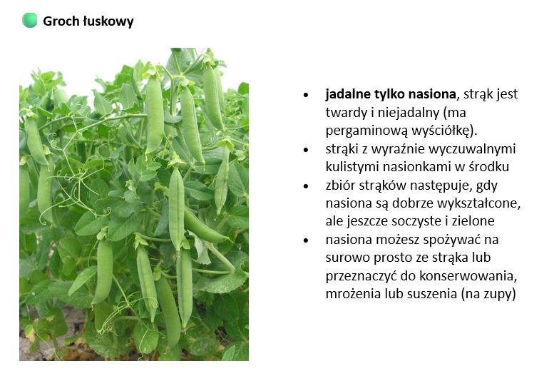 groch łuskowy
