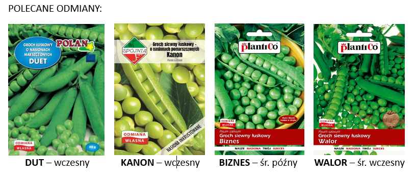polecane odmiany łuskowy