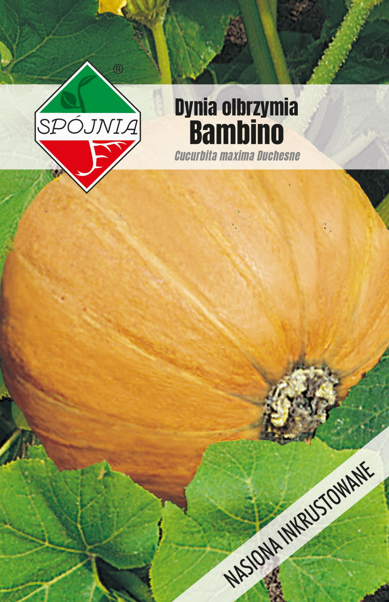 Dynia olbrzymia Bambino - Bambino POL 5g