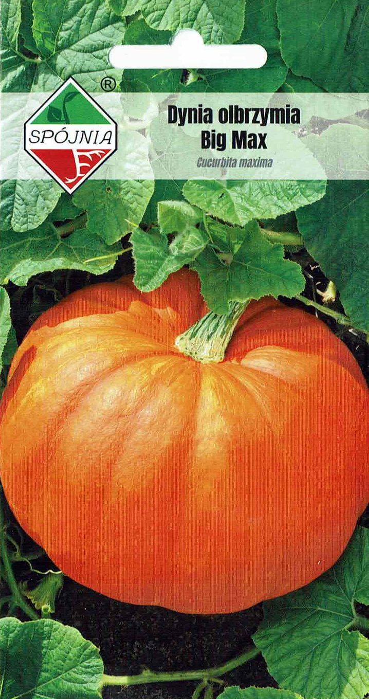 Dynia olbrzymia Big Max (typ Halloween) 3g