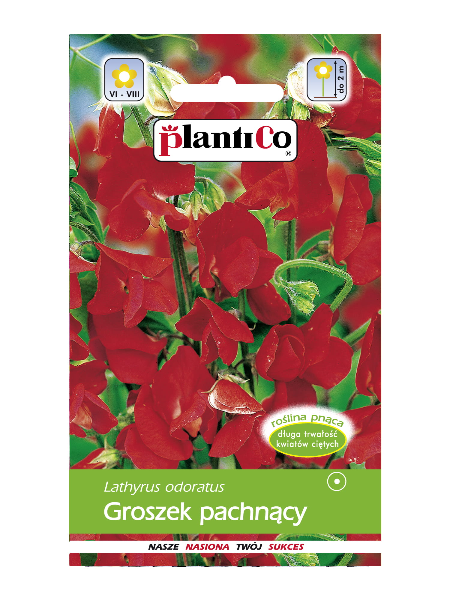 Groszek pachnący czerwony 2g