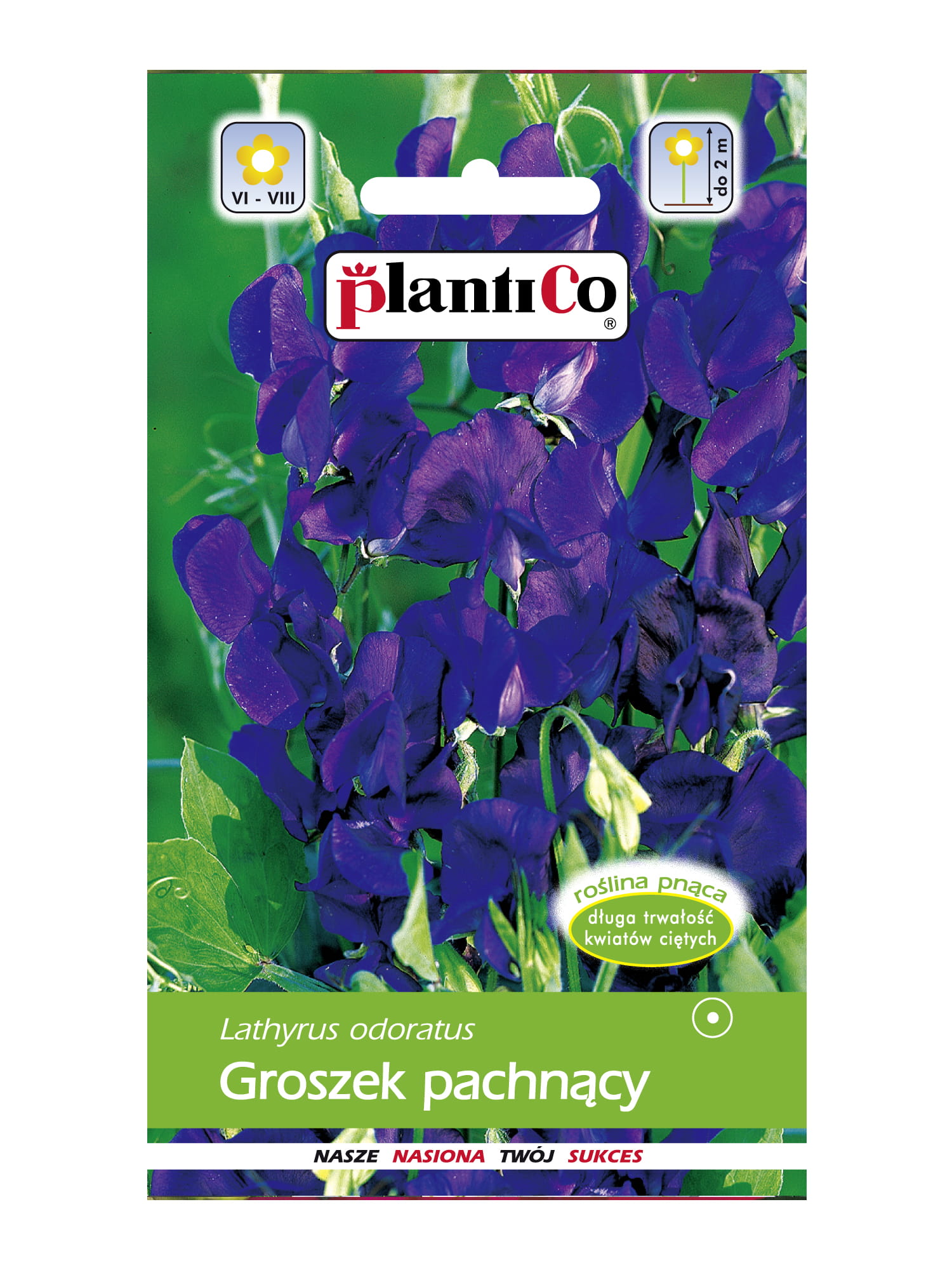 Groszek pachnący granatowy 2 g