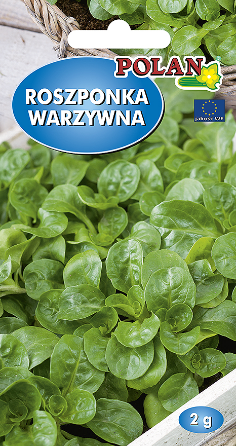 Roszponka warzywna Verte de Cambrai 2g