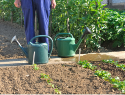 PIELĘGNACJA ROŚLIN PO WYSIEWIE